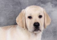 拉布拉多吃飯?zhí)煸趺崔k（怎么糾正）